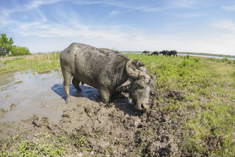 Why is Europe rewilding with water buffalo?