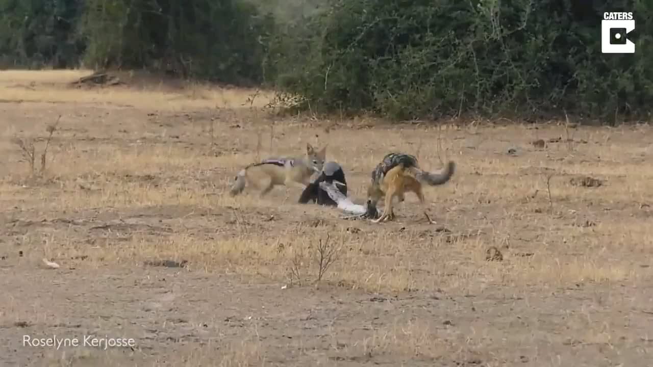 Honey badger escapes a Python's death squeeze and then kills it. Honey badger then fights off two Jackals trying to kill him and steal his now meal Python.