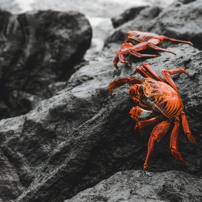 30 Awesome Facts About The Galapagos Islands + 47 Photos That Will Land The Galapagos On Your Bucketlist