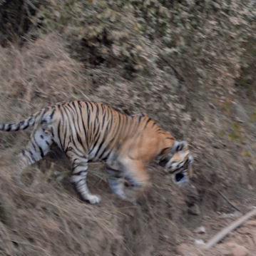 Sariska Tiger Reserve,First Park in World to Relocate Tigers Sucessfully