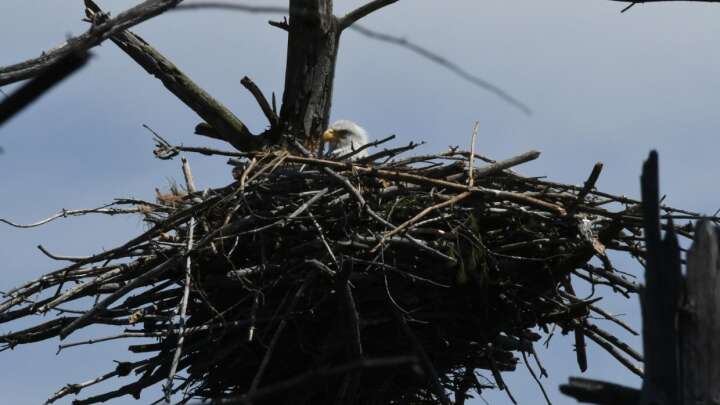 First Bald Eagle Nest Spotted In Cape Cod In More Than 100 Years
