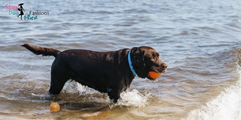Water Safety Guide for Dog Parents