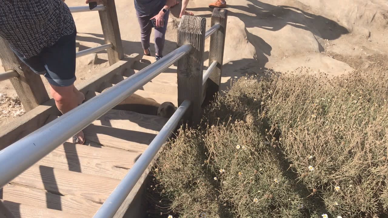 CHONKY Seal don’t care about your steps