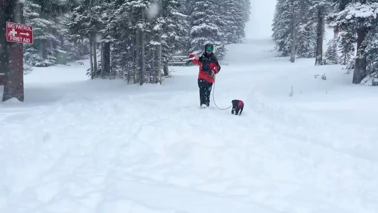 Meet Otis! Loveland Ski Area’s newest Avalanche dog!