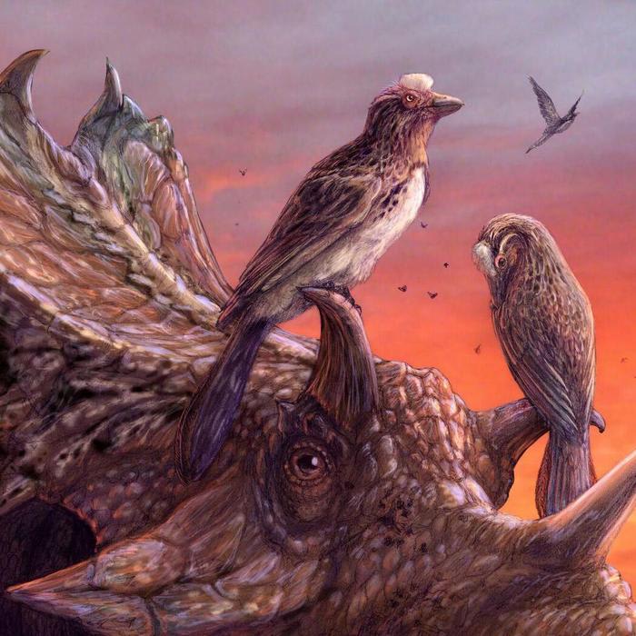 Extinction mystery deepens after discovery of bird fossil from age of dinosaurs