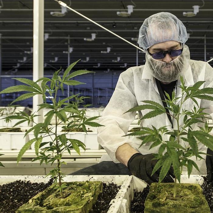 Marijuana stocks to watch: Aurora Cannabis investments may be more valuable than its pot