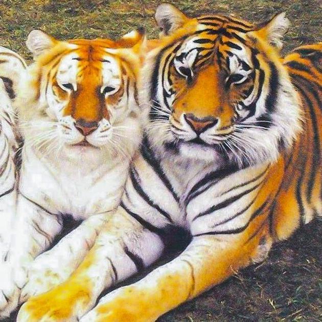 26 Animals That Stunned Us With Their Coloring