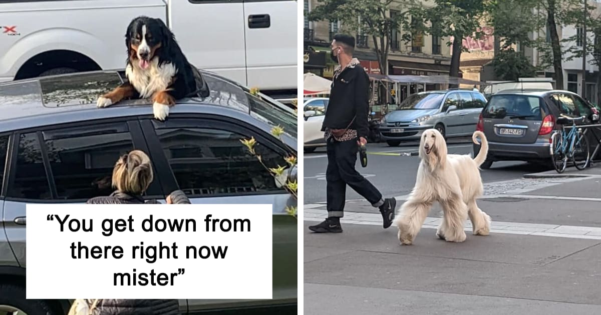 50 Reasons Why ‘Dogspotting’ Is Probably The Purest Facebook Group Ever (New Pics)