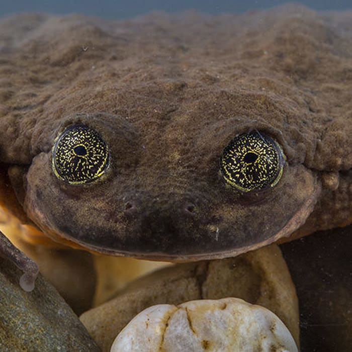 This rediscovered Bolivian frog species survived deadly chytrid fungus