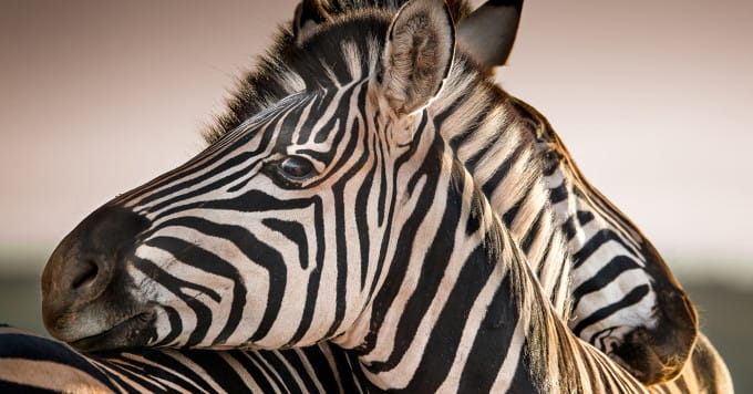 Scientists finally figure out why zebras have stripes