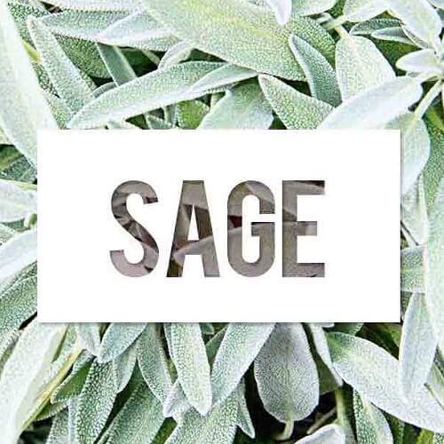 Sage Beautiful Plants Simple to Cultivate