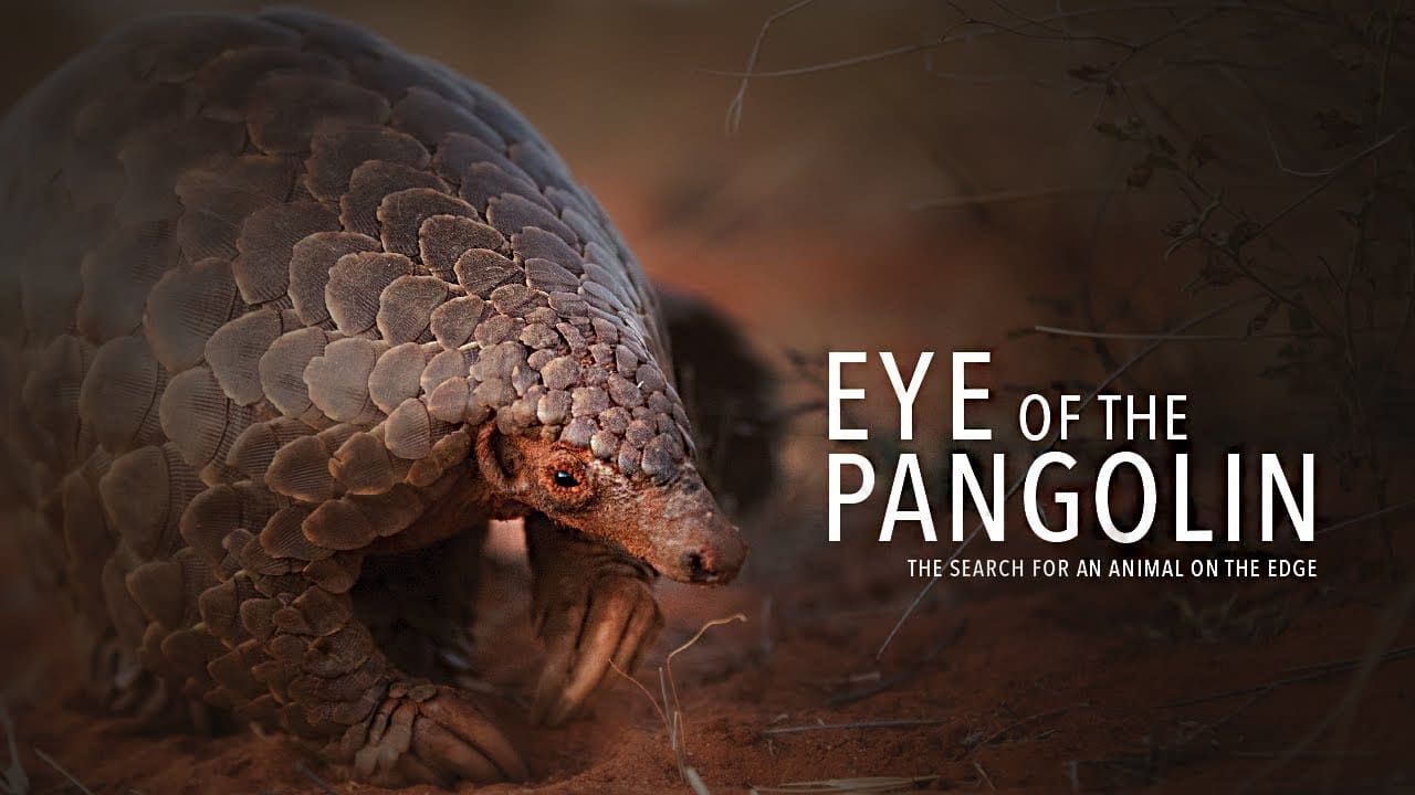 A Documentary about Pangolins, the most trafficked animal in the world on the verge of extinction that not a lot of people are aware of. [45:00]