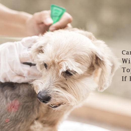 How Can I Treat My Dog With Flea And Tick Treatment If He Is Wounded?
