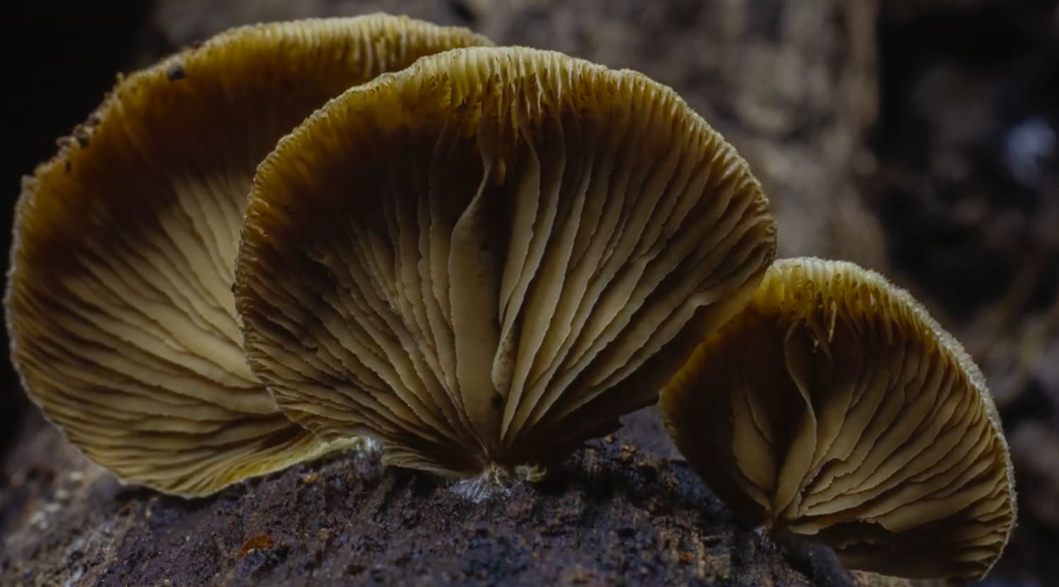 Watch an Amazing Time-Lapse of Growing Mushrooms