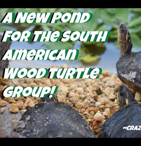 South American Wood Turtles