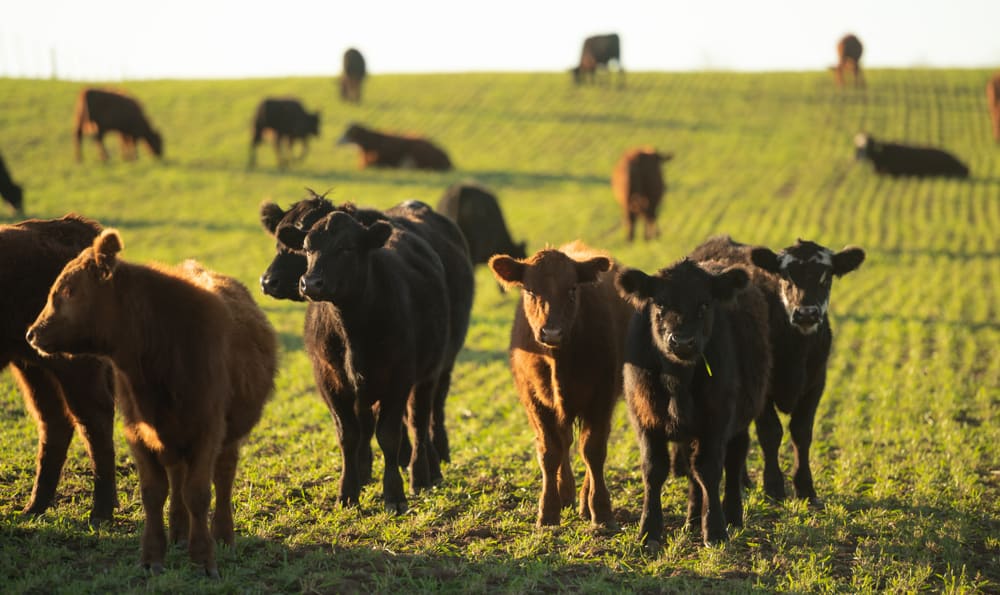 Sanctuary Launches Amazing Program to Help Cattle Ranchers Transition Away From Animal Agriculture!