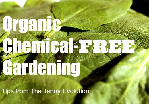 Organic Chemical Free Gardening