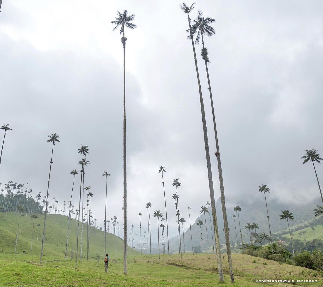 World’s tallest palms: Wax Palm Trees