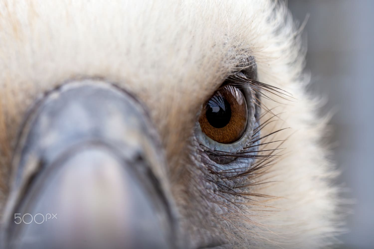 Vulture eye