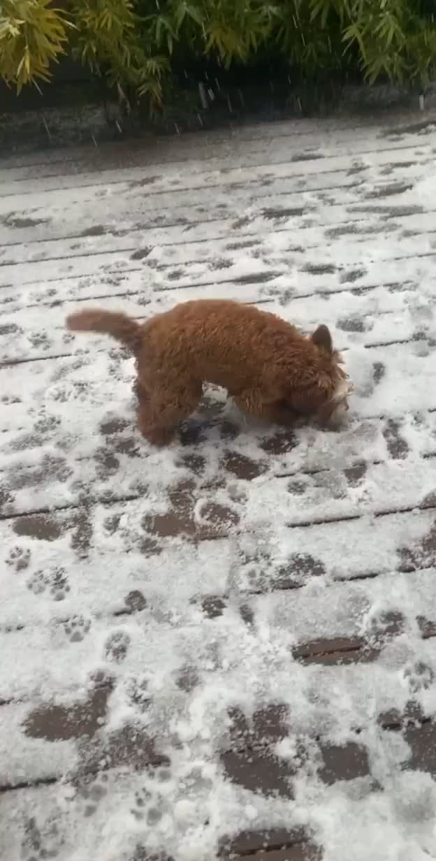 Cavoodle going berserk after seeing snow for the first time