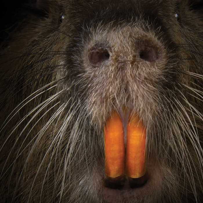300th nutria killed in California as officials worry giant swamp rats are spreading into the delta