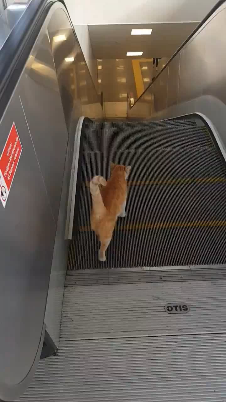 Street cat trying to walk down escalator