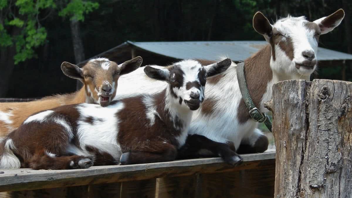 Florida woman sues her neighbor for a goat paternity test