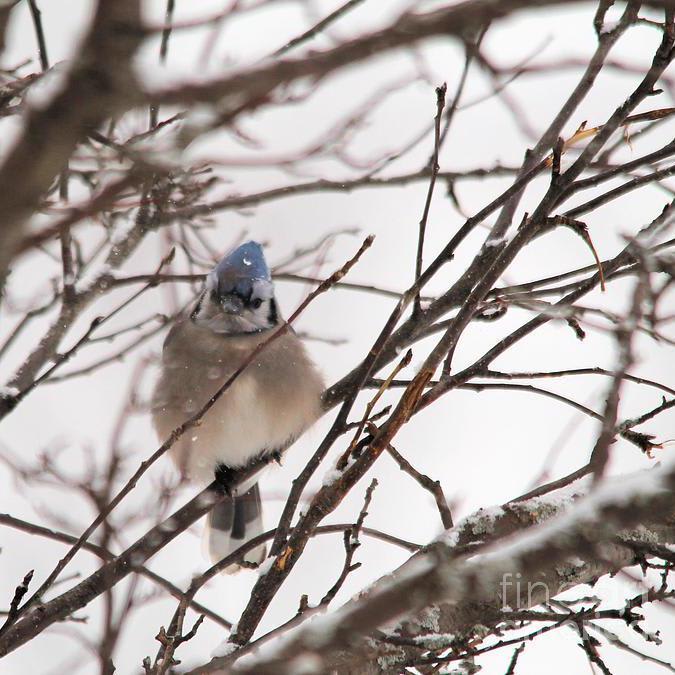Blue Jay In Winter by J McCombie