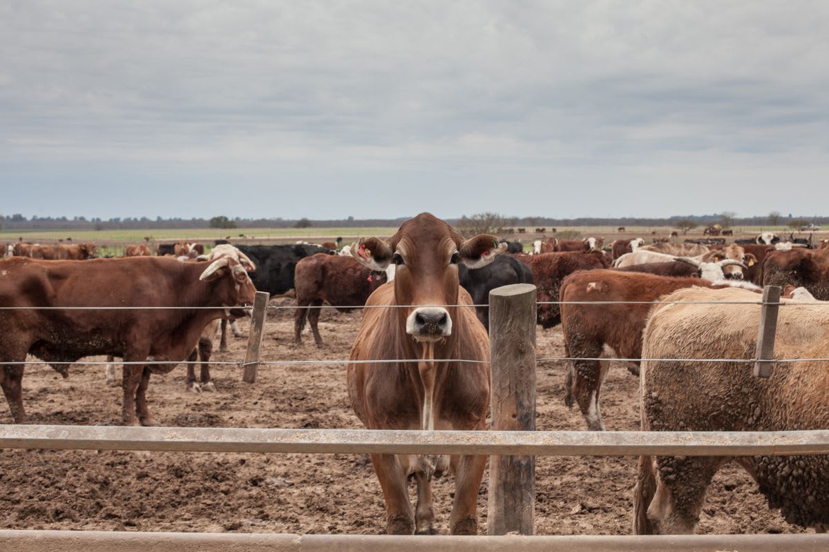American Meat Upheaval Lets Argentina Back In the Beef Game