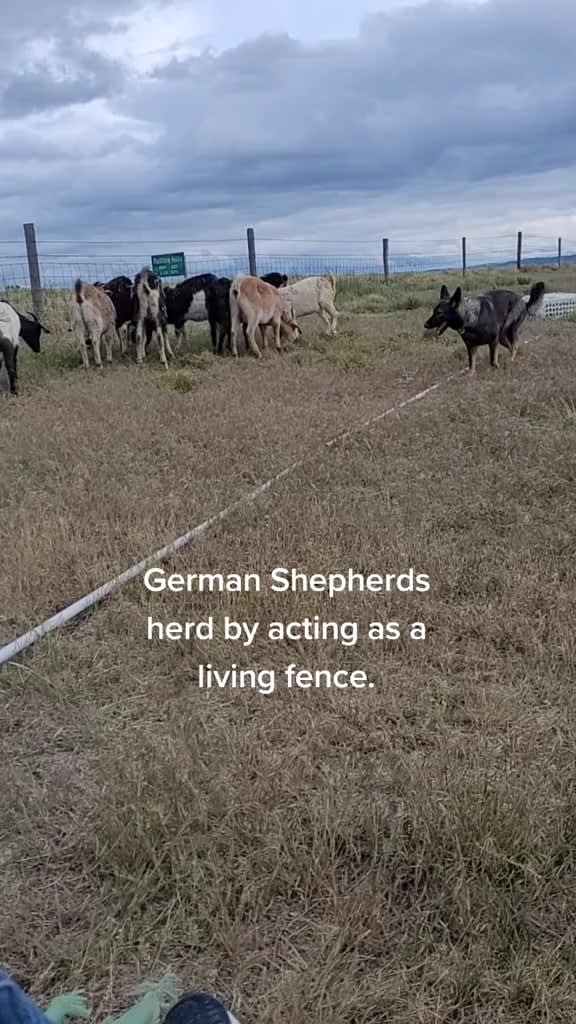 German Shepherd at work herding