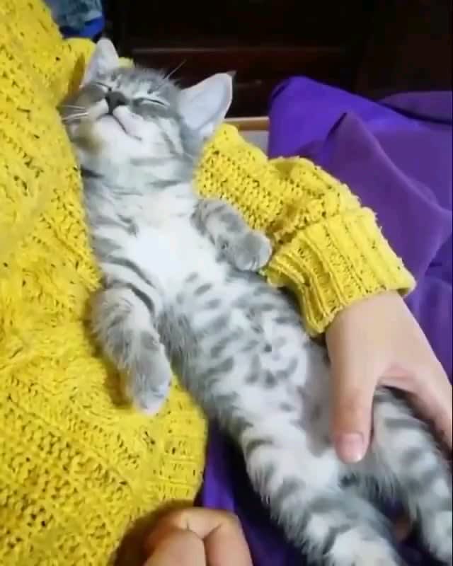 The way this cutie falls asleep within no time in his good hoomans lap