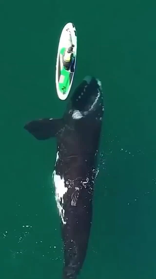Just a Whale in a playful mood - Just another day in Paradise aka Patagonia with Maxi Jonas