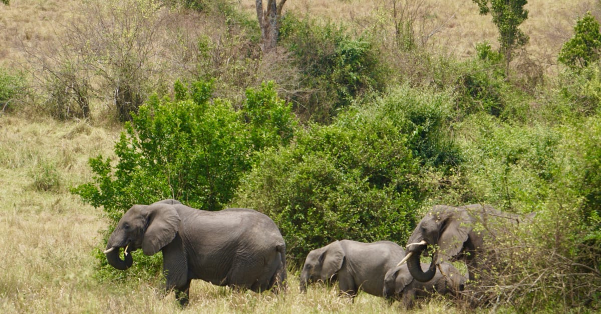 A Safari In Queen Elizabeth National Park Uganda