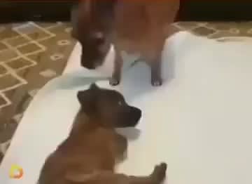 Two legs dog teaches a younger one with the same defect how to walk