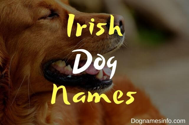 Unique Irish Dog Names: 250+ Best, Popular, and Top Wolfhound names