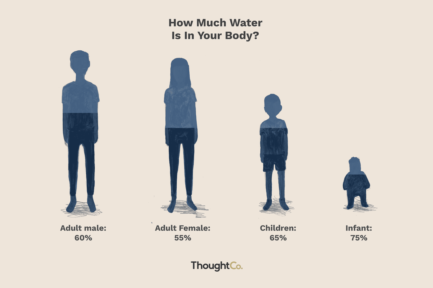 How Much of the Human Body Is Water?