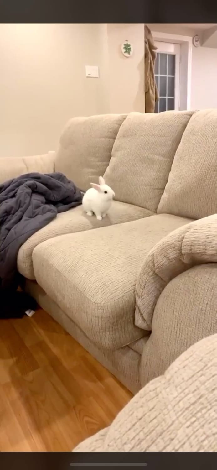 Bunny looking for owner, then getting scared when she finds her