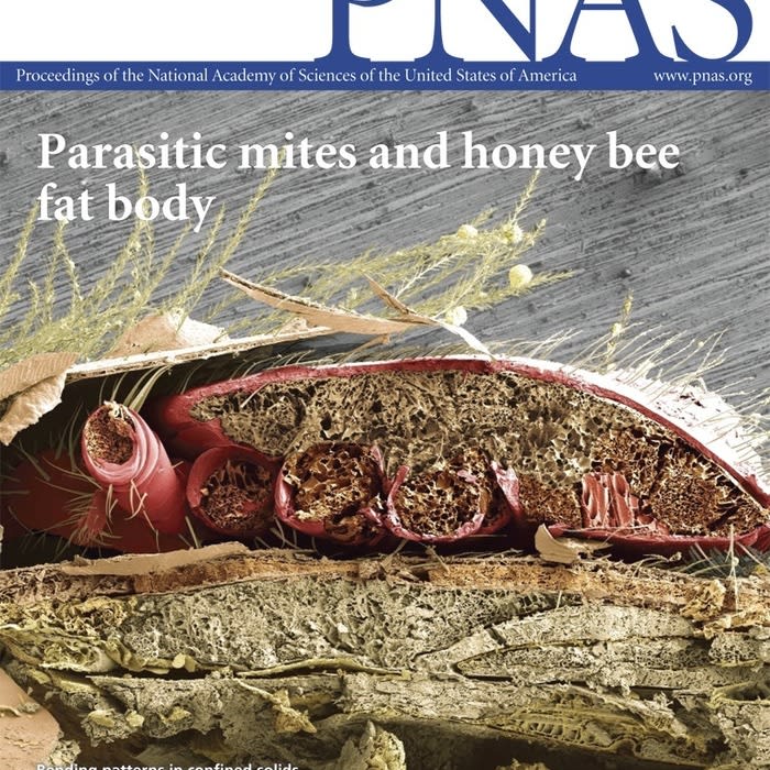 Varroa destructor feeds primarily on honey bee fat body tissue and not hemolymph