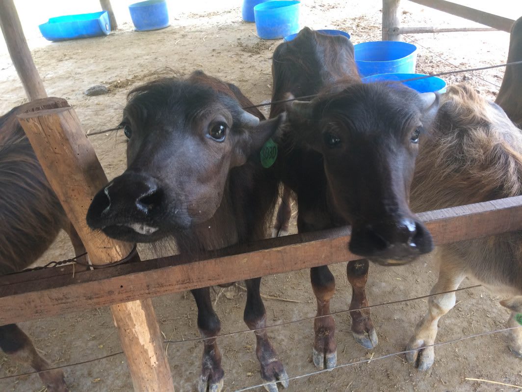 Sustainable Cheese at Laos Buffalo Dairy Farm - Explore with Ecokats