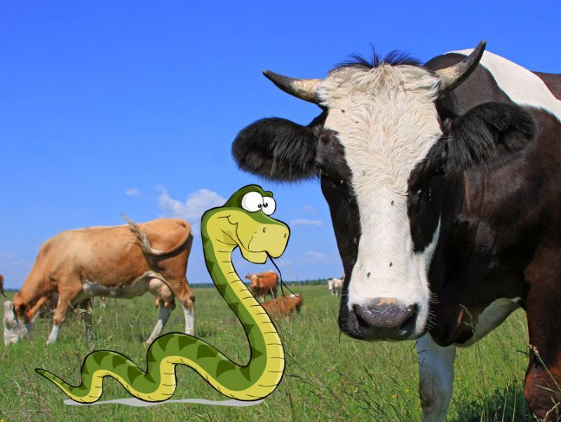 Study: Cows Are 25 Percent Snake