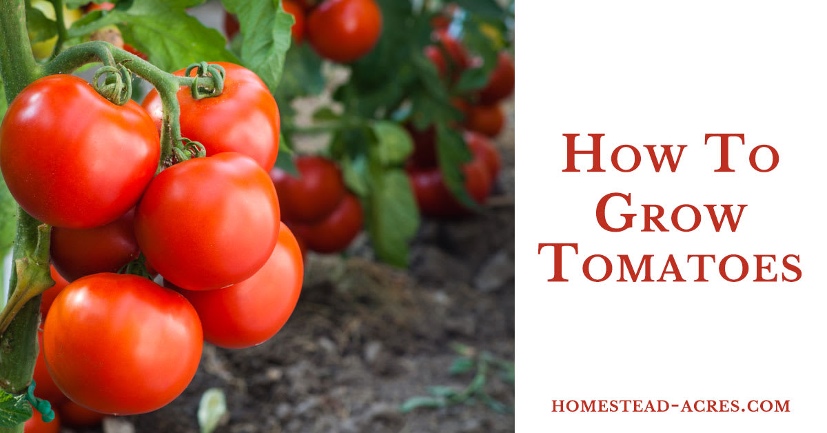 How To Grow Tomatoes (Ultimate Beginners Guide) - Homestead Acres