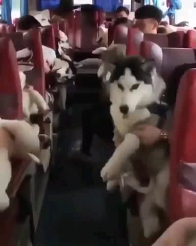 Dog Train 🐺