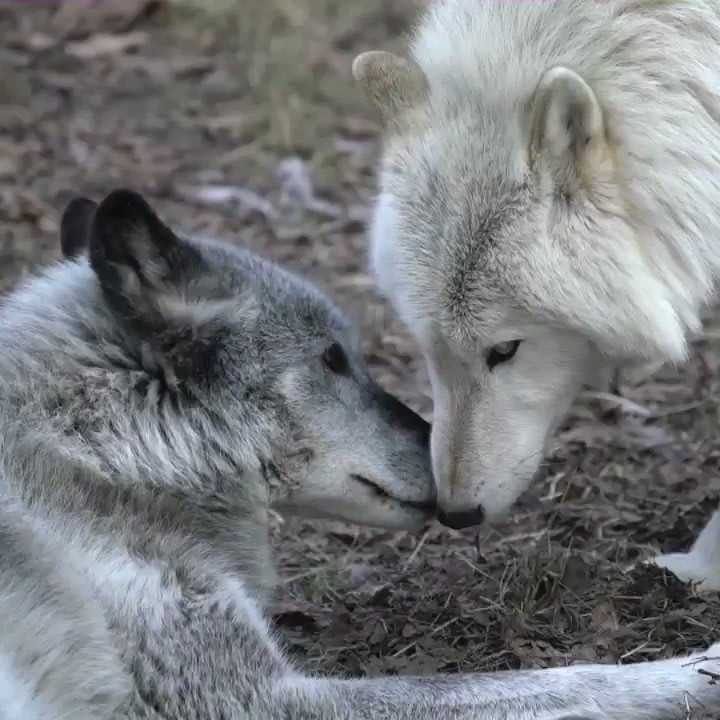 Wolf Conservation Center 🐺 on Twitter