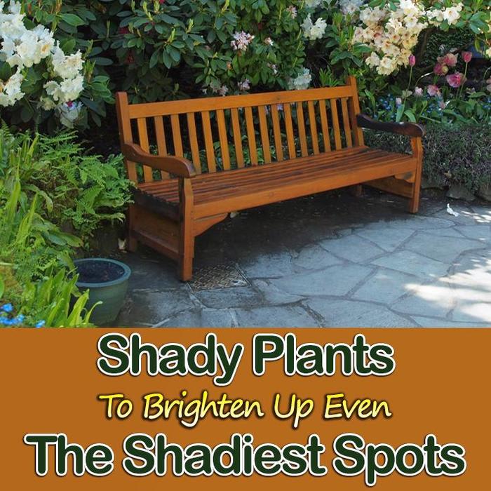 Shady Plants To Brighten Up Even The Shadiest Spots - Quiet Corner