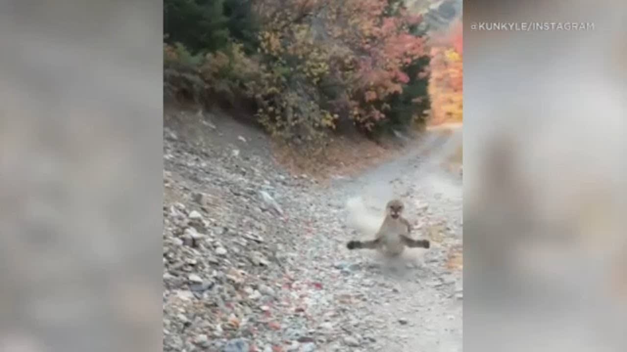 Utah hiker gets stalked by mountain lion for 6-minutes. WTF!