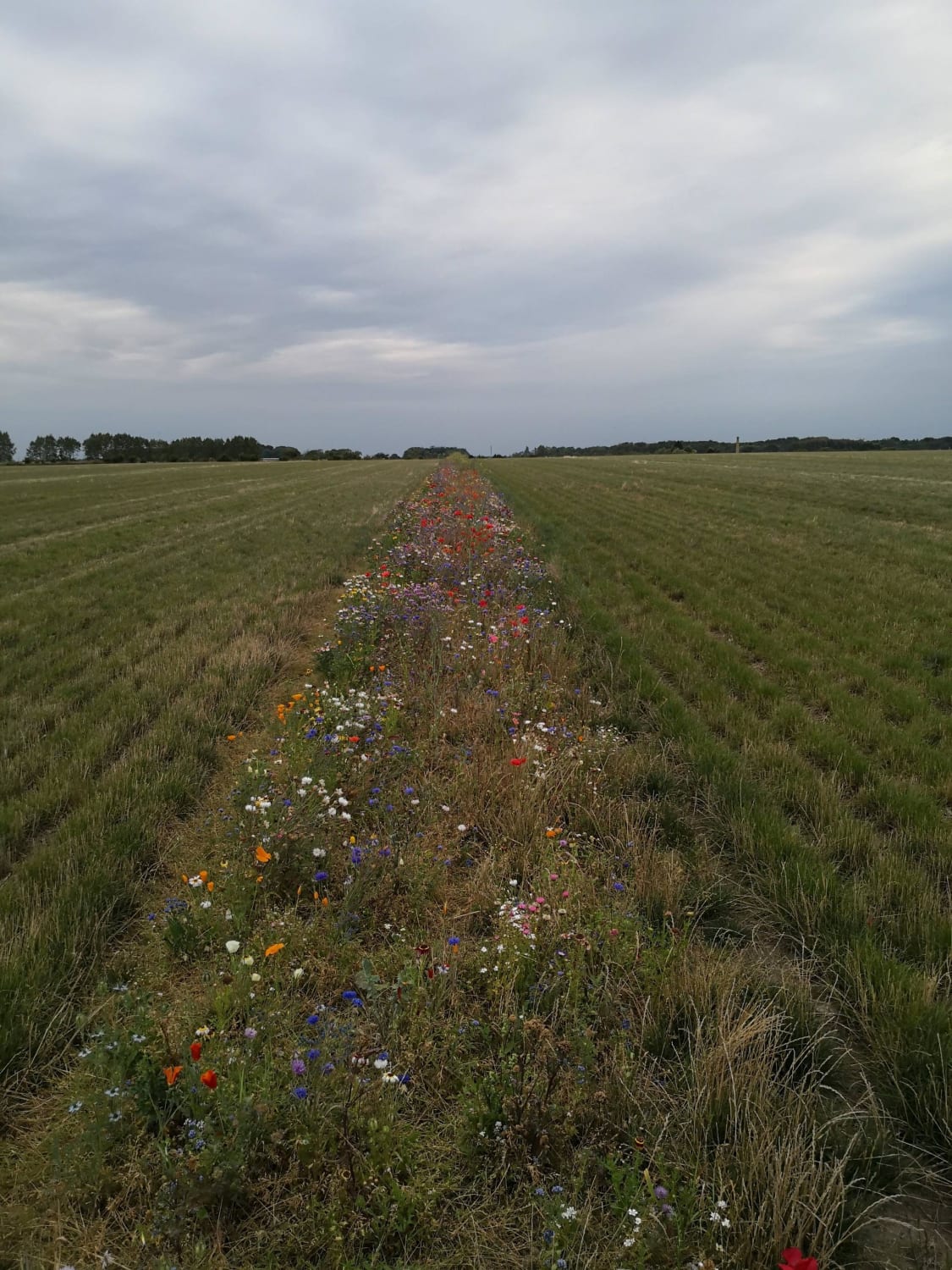 Our local farmers have established so-called "flora belts" for the bees in their fields (Funen, Denmark).
