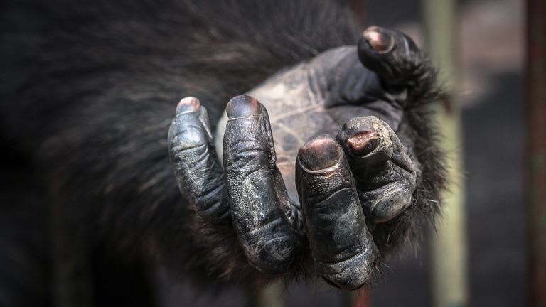 German police investigate discovery of ape's hand and foot in forest