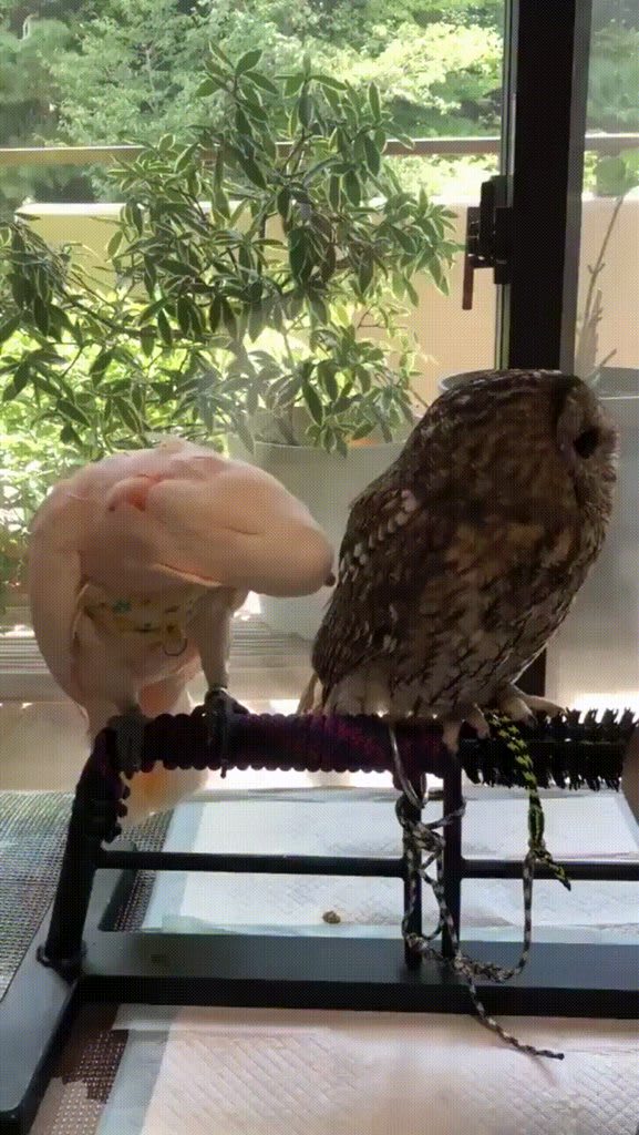 Owl is like "Yea, just ignore them and they will leave...EXCUSE YOU?! Don't look at them..."