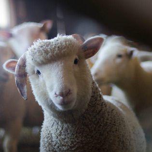 More Animal Health Startups Should Be Thinking About Antibiotics