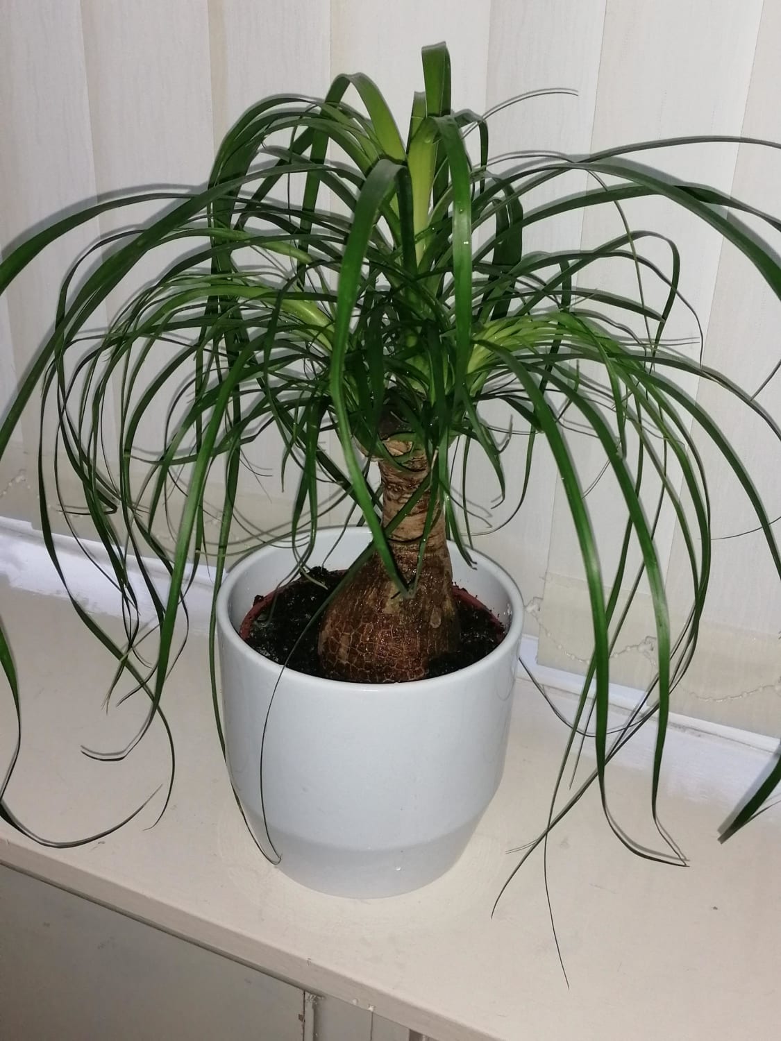 Just wanted to share my favourite plant, my pony tail palm!